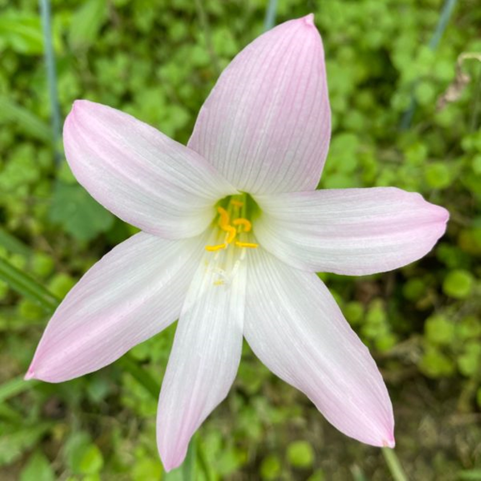 Rain Lily Bulbs/ Long Flowering Time Healthy/ Rain Lily Bulbs For
