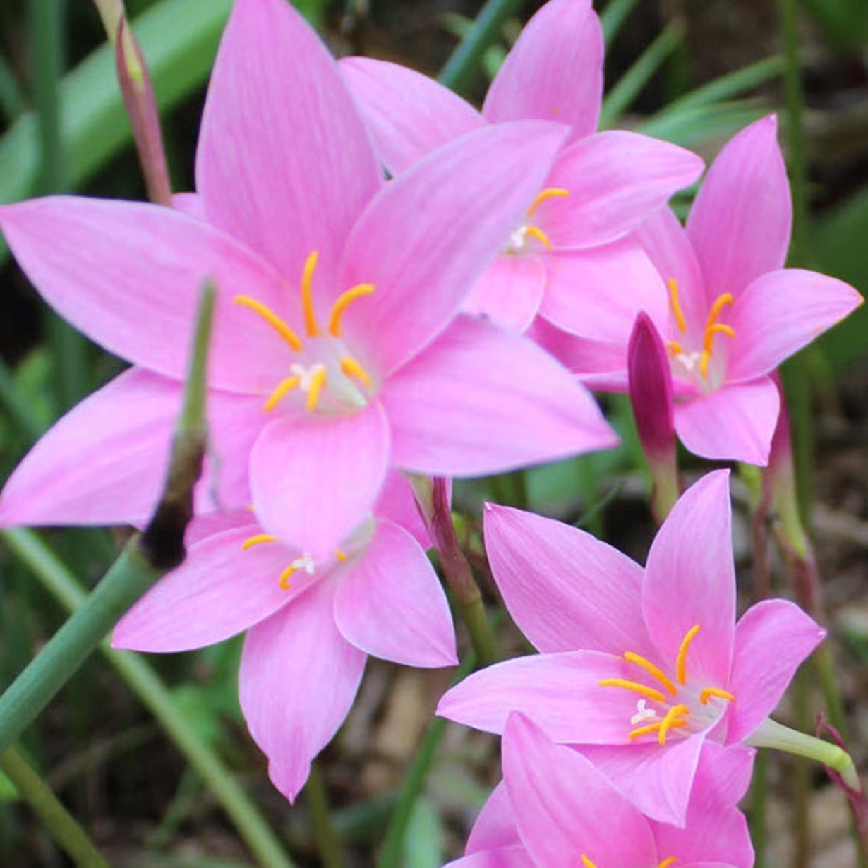 Rain Lily Bulbs/ Long Flowering Time Healthy/ Rain Lily Bulbs For