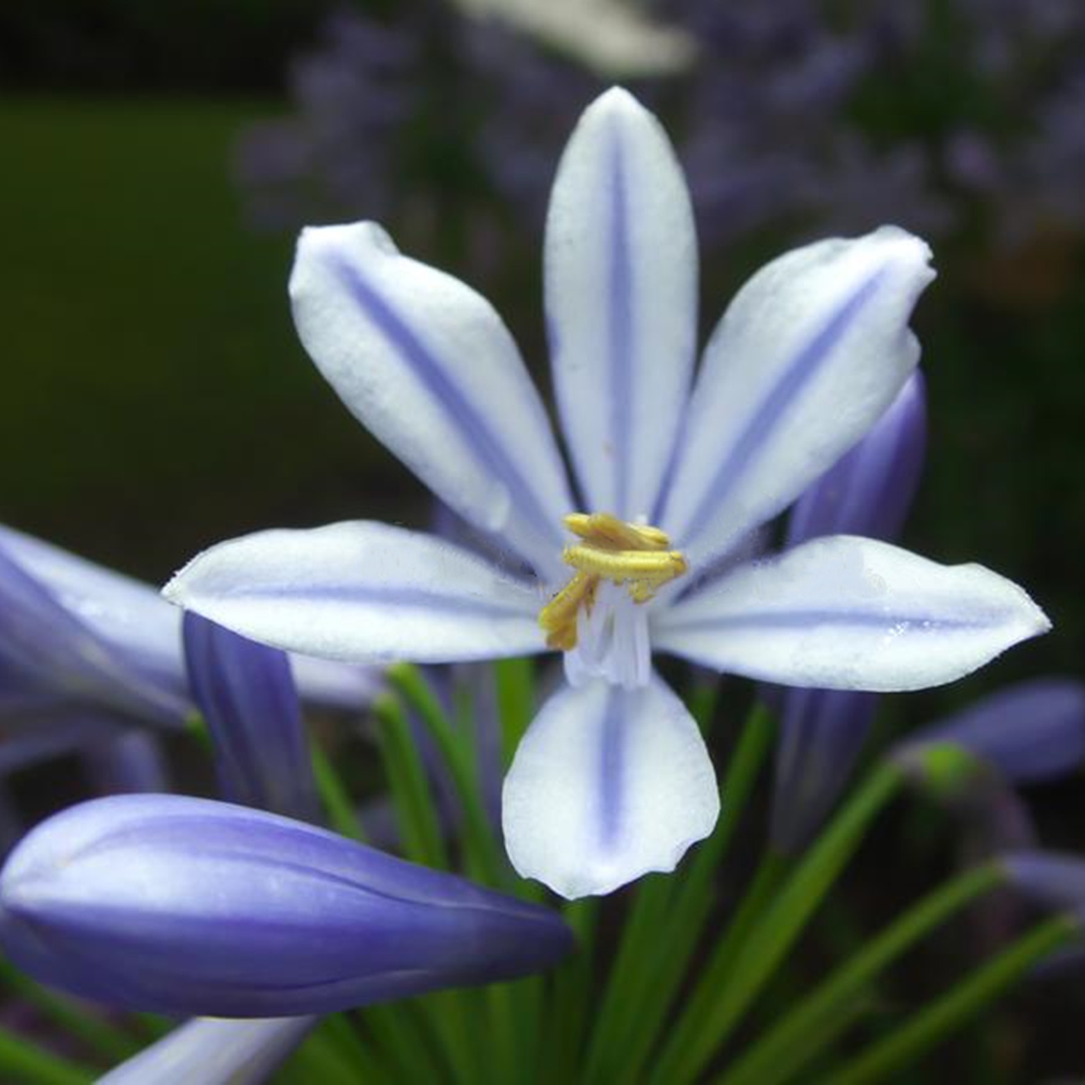 Rain Lily Bulbs/ Long Flowering Time Healthy/ Rain Lily Bulbs For