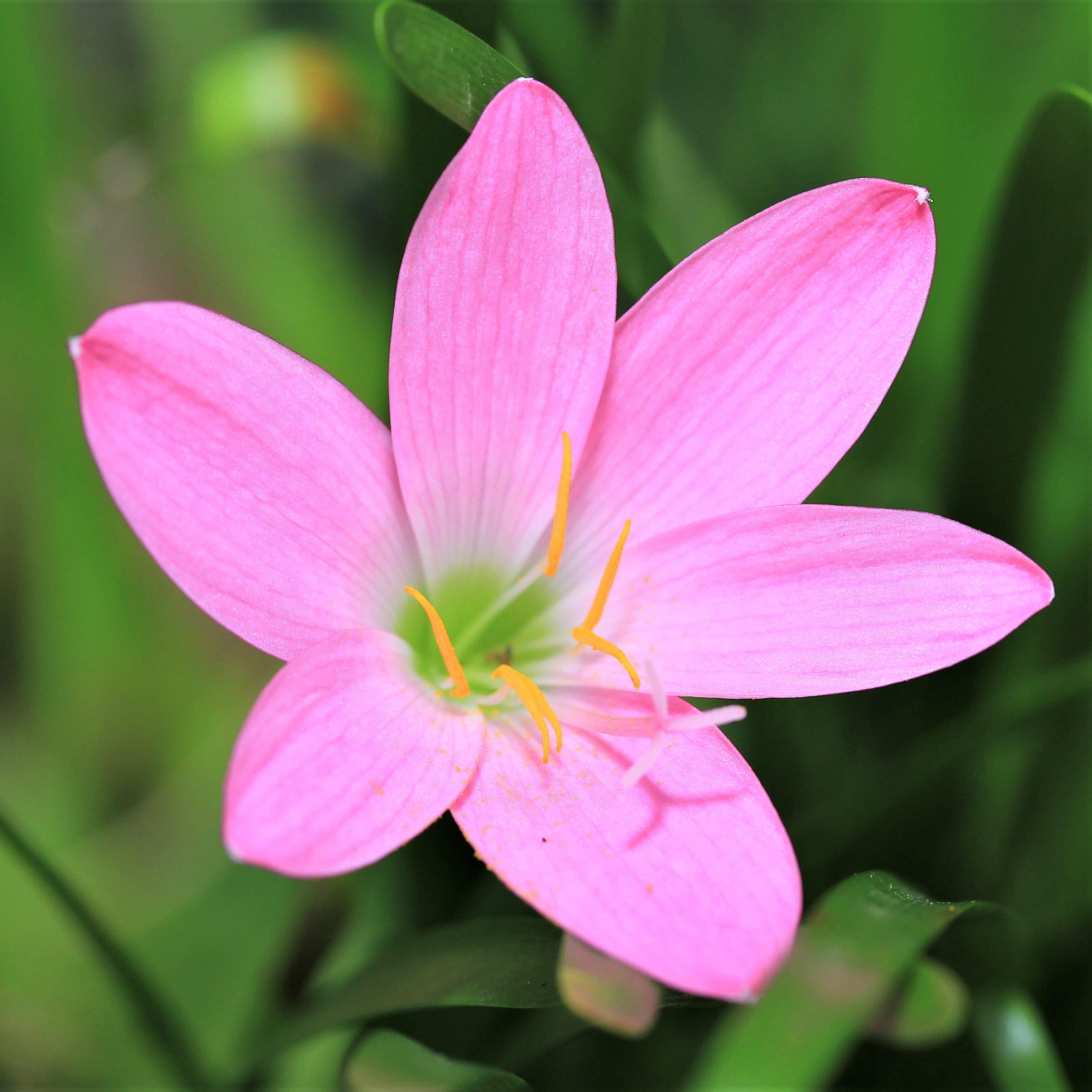 Rain Lily Robusta Pink 12 Flower Bulbs - Summer to Fall Pink Blooms in ...