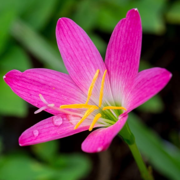 Rain Lily Rosea Pink 12 Flower Bulbs - Summer to Fall Bright Pink Blooms in Sun