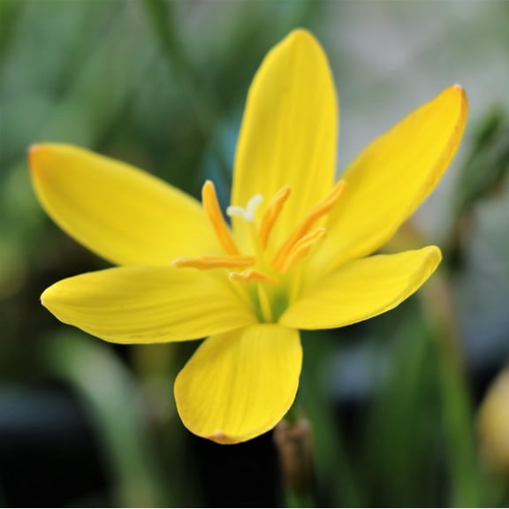 Rain Lily Sulphurea Yellow 12 Flower Bulbs - Summer to Fall Yellow Blooms in Sun