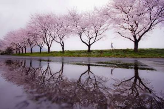 Rain Of Spring Canvas Art - Kouji Tomihisa (12 x 18)
