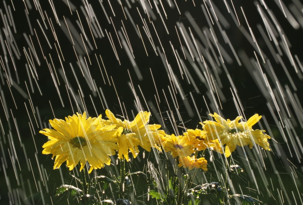 Rain On Yellow Daisies Canvas Art - Natural Selection Craig Tuttle Design Pics (18 x 12)