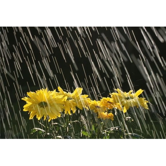 Rain On Yellow Daisies Poster Print by Natural Selection Craig Tuttle, 18 x 12
