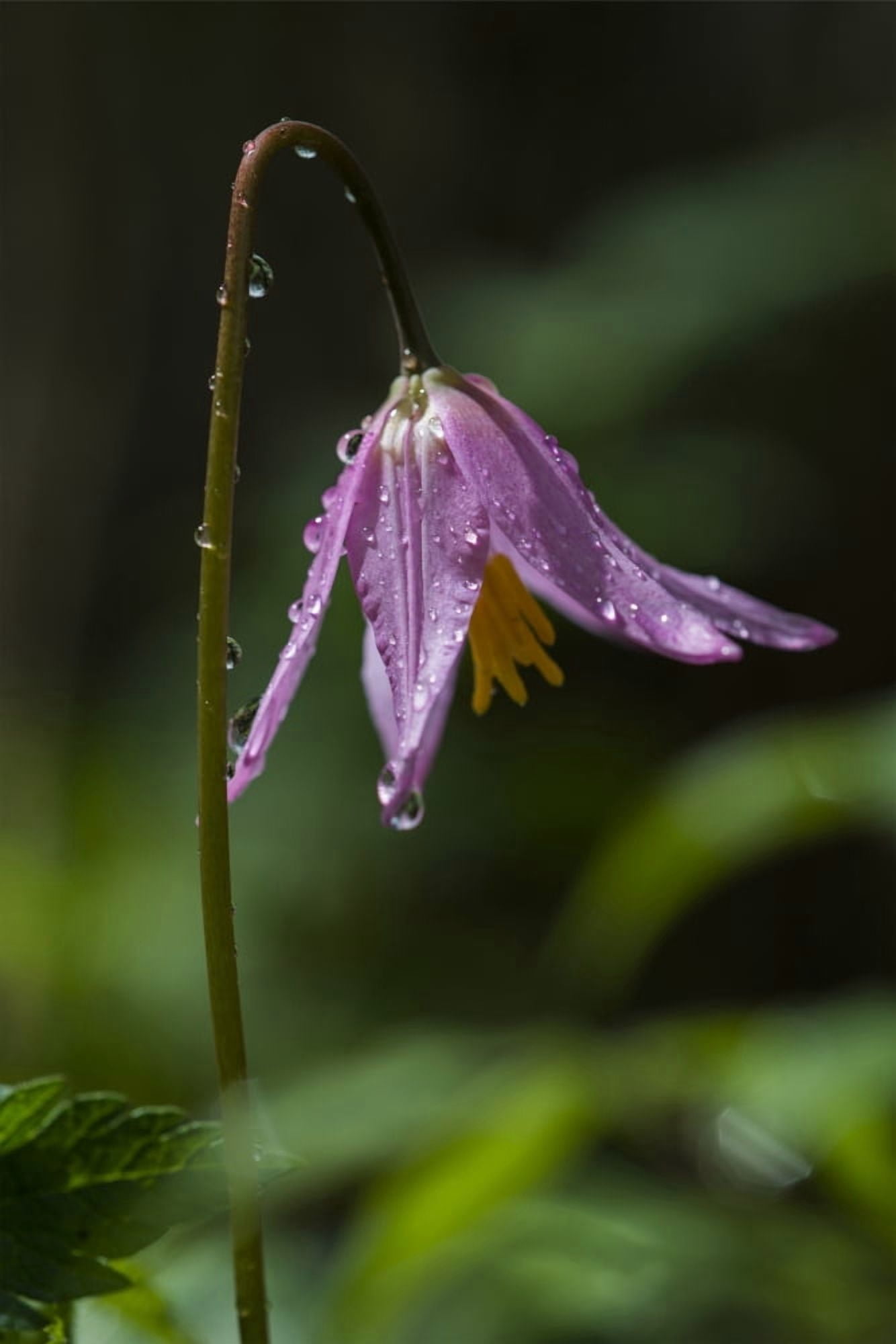 Rain drops cling to a Coast Fawn Lily (Erythronium) Hamlet Oregon United States of America Canvas Art - Robert L Potts Design Pics (12 x 19)