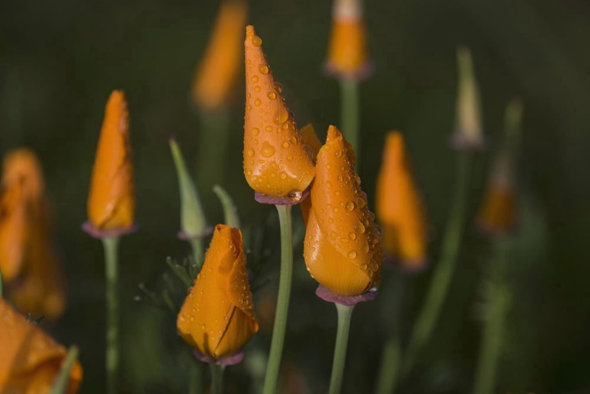Rain falls on California Poppies (Eschscholzia californica) Astoria Oregon United States of America Canvas Art - Robert L Potts Design Pics (38 x 24)