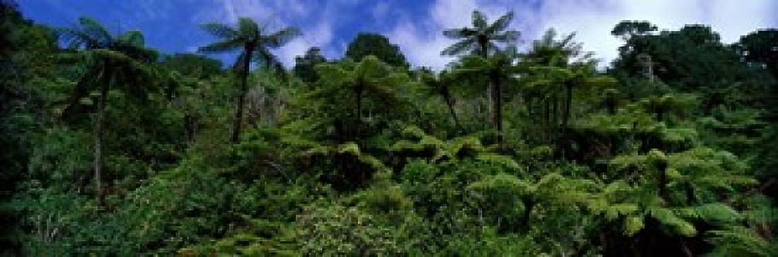 Rain forest Paparoa National Park S Island New Zealand Canvas Art - Panoramic Images (18 x 6)