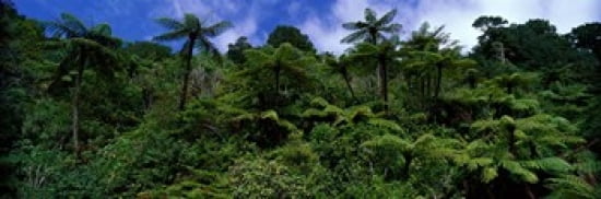 Rain forest Paparoa National Park S Island New Zealand Canvas Art - Panoramic Images (36 x 12)