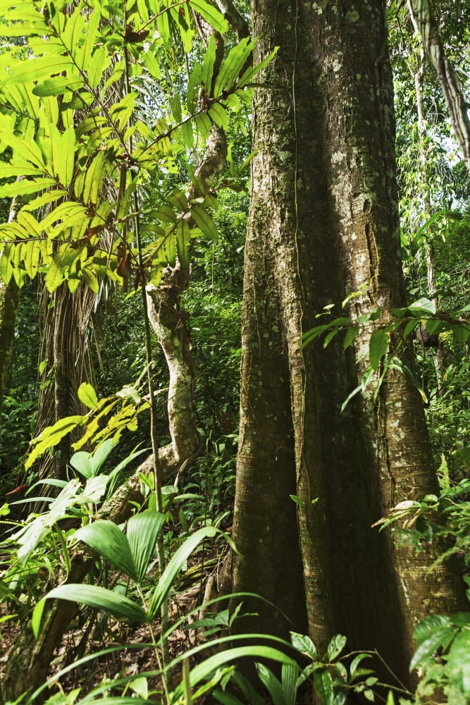 Rain forest along the Rio Tuichi Madidi National Park Departamento La Paz Bolivia Canvas Art - Carl Bruemmer Design Pics (24 x 38)