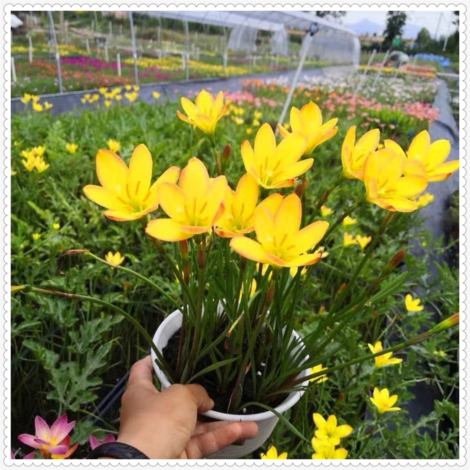 Rain lily bulbs for planting rain lily live plant zephyranthes