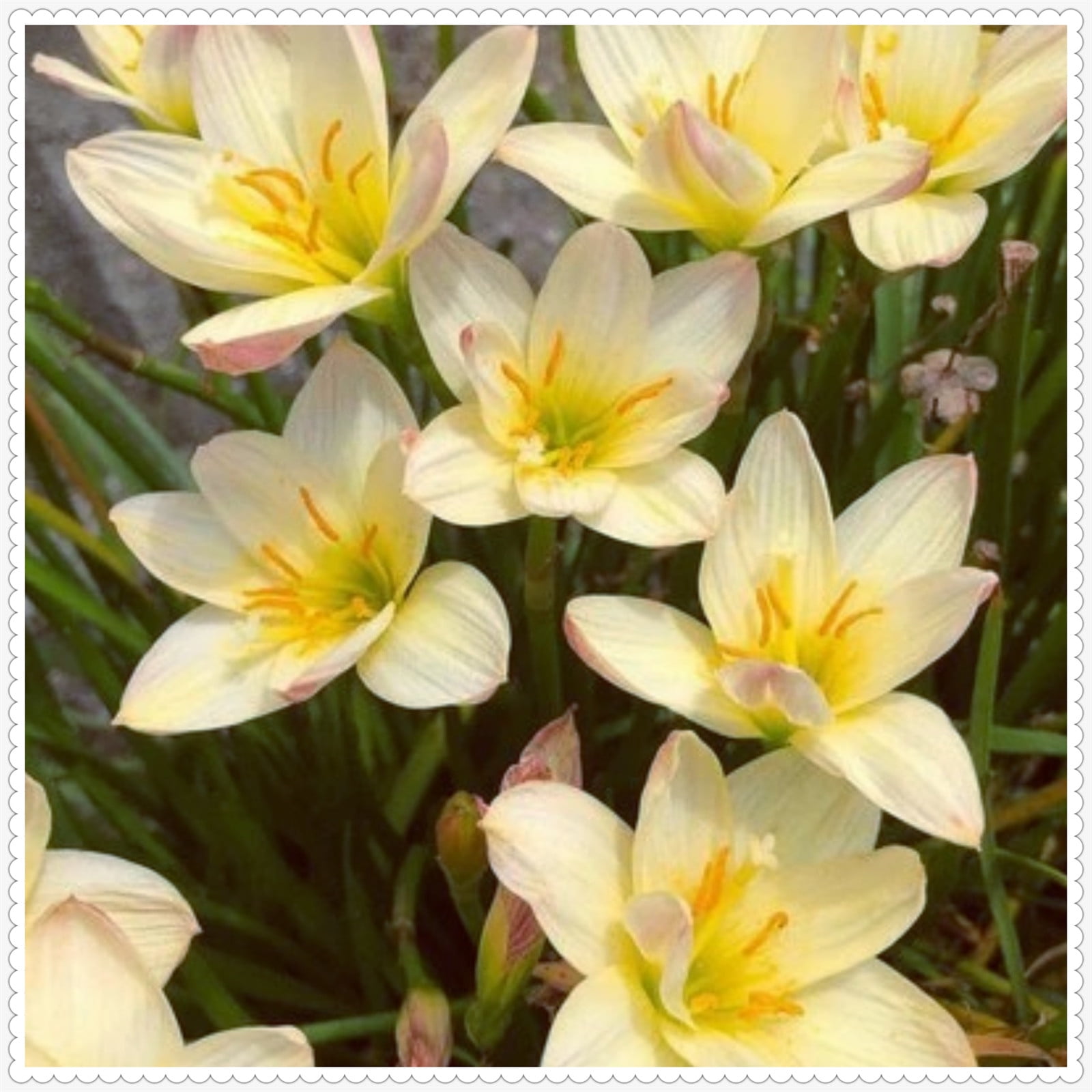 Rain lily bulbs for planting rain lily live plant zephyranthes