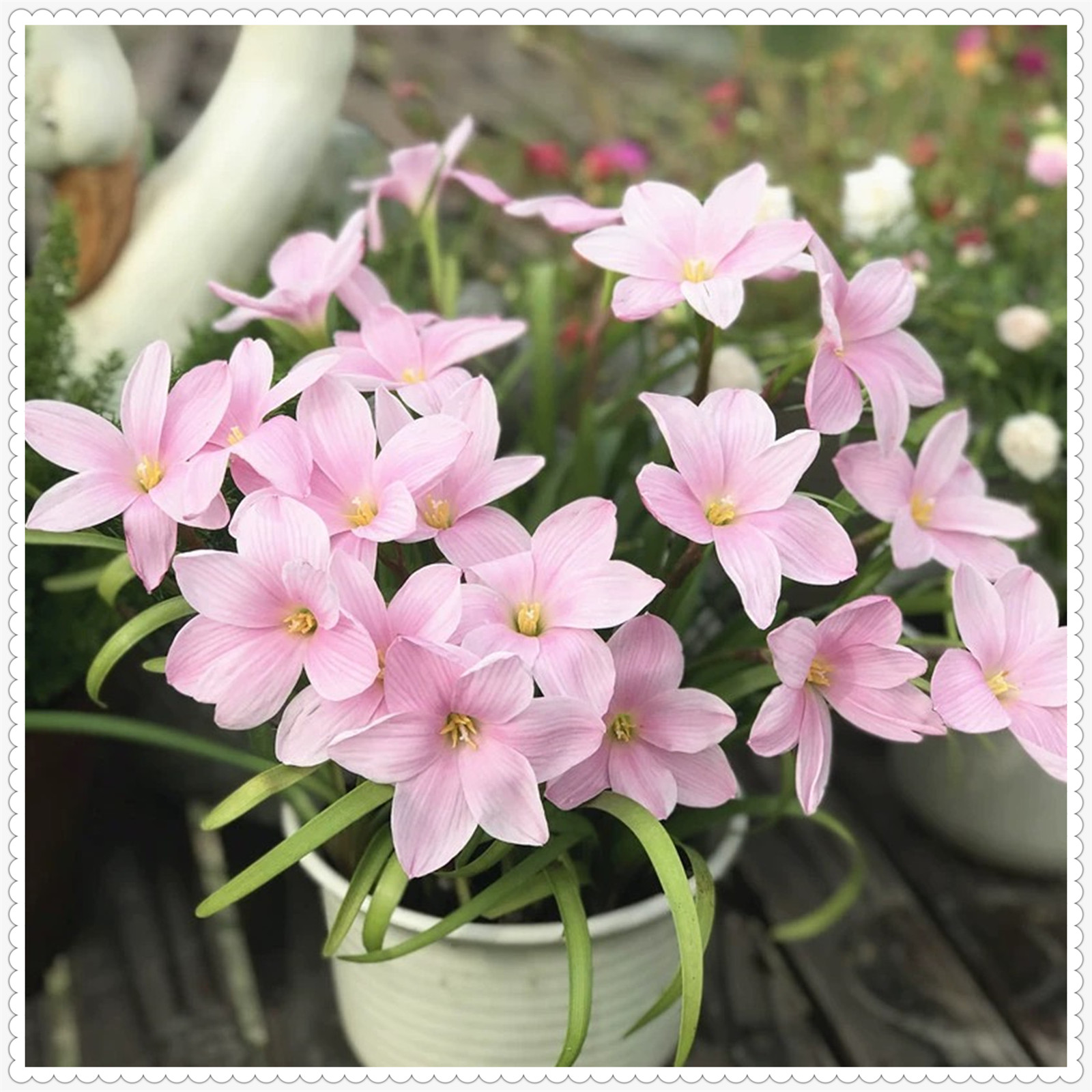 Rain lily bulbs for planting rain lily live plant zephyranthes