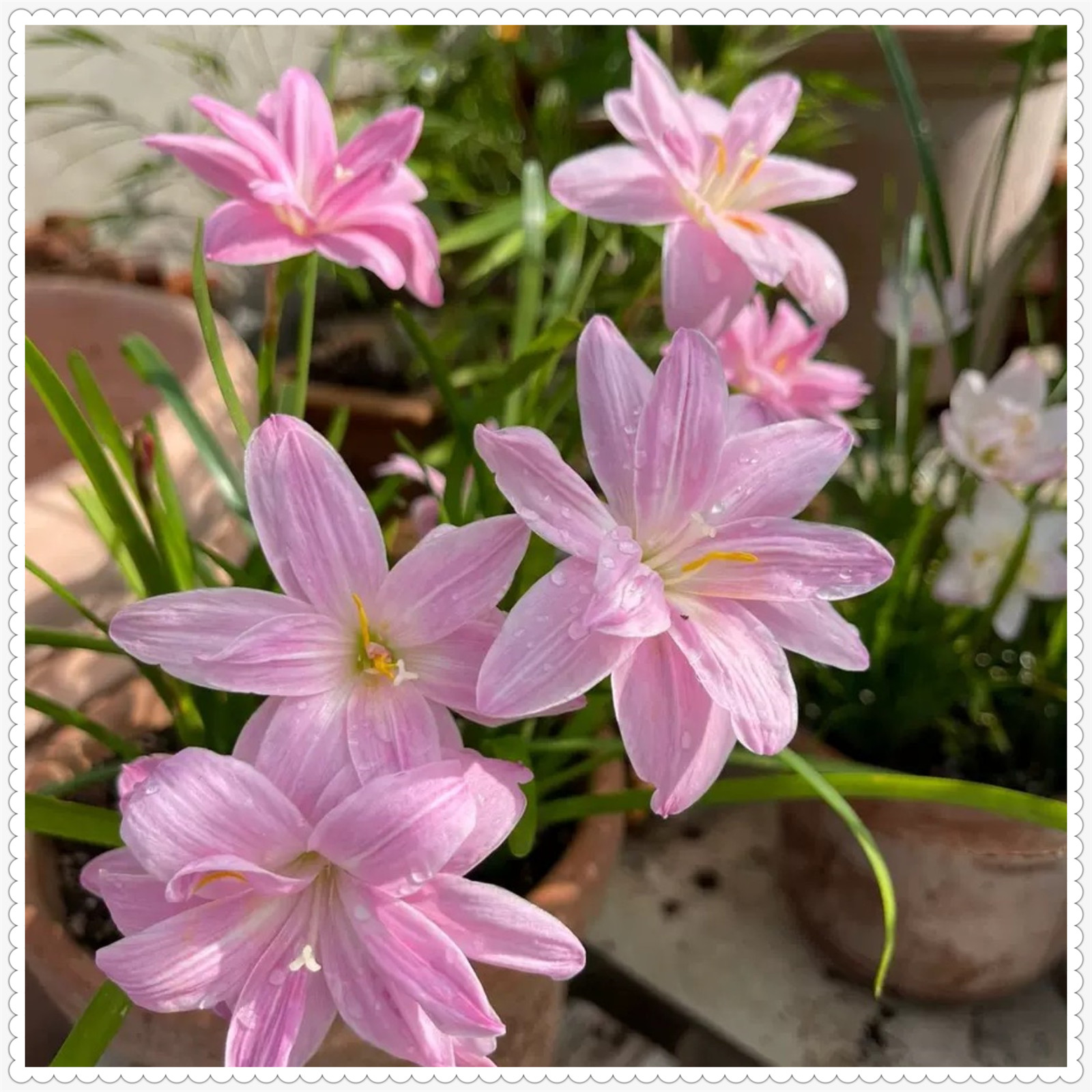 Rain lily bulbs for planting rain lily live plant zephyranthes