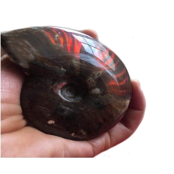 Rainbow Ammonite Fossil from Madagascar Iridescent Cleoniceras Gemstone, Natural Polished Stone for Home Decor, Reiki Healing, Chakra Balancing & Unique Collectible Gift (Approx. 170g)