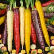 Rainbow Blend Carrot Seed Mix - 4 Oz - Non-GMO, Heirloom Vegetable Garden Seeds Atomic Red, Cosmic Purple, Lunar White, Solar Yellow