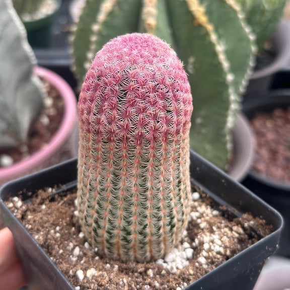 Rainbow Cactus, Echinocereus Rigidissimus, Single Rare Starter Plant