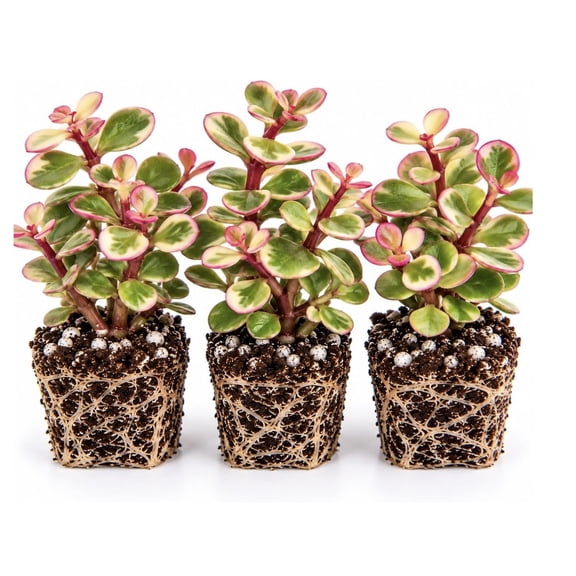 Rainbow Elephant Bush Live Plant Plugs Portulacaria afra Variegata Pink, Cream & Green Variegated Succulent Starter Plants, 3 Plants