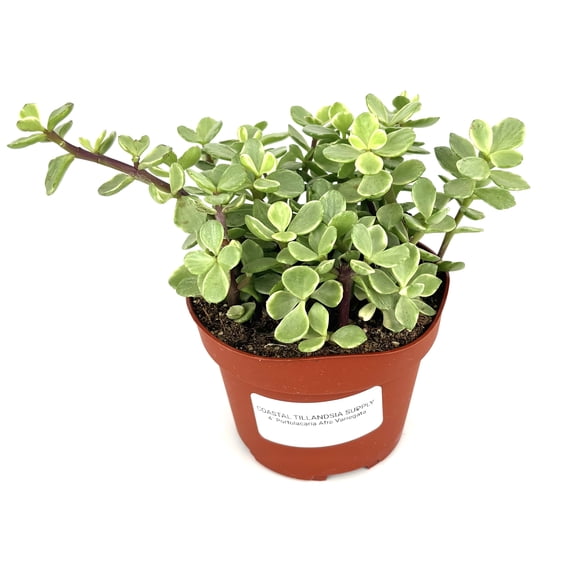 Rainbow Elephant Bush Portulacaria Afra Variegata, 4" Pot
