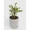 thumbnail image 1 of Rainbow Elephant Bush Variegata 'Portulacaria Afra' - Live Air-Purifying Indoor Plant in Nursery Pot – Easy Care, Low Maintenance Houseplant for Home & Office Decor, Natural Air Cleaner, Best for, 1 of 7