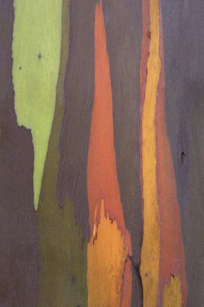 Rainbow Eucalyptus Bark Close-Up Kauai Hawaii Canvas Art - Peter Van Rhijn Design Pics (13 x 20)