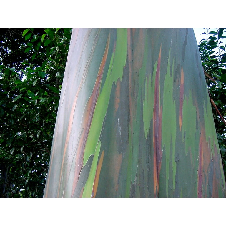 Rainbow Eucalyptus Deglupta, Showy Tropical Tree, 50 Rare Seeds, Bonsai,  Houseplant, Greenhouse, Zones 10 to 11, Fast Growing, Spectacular 