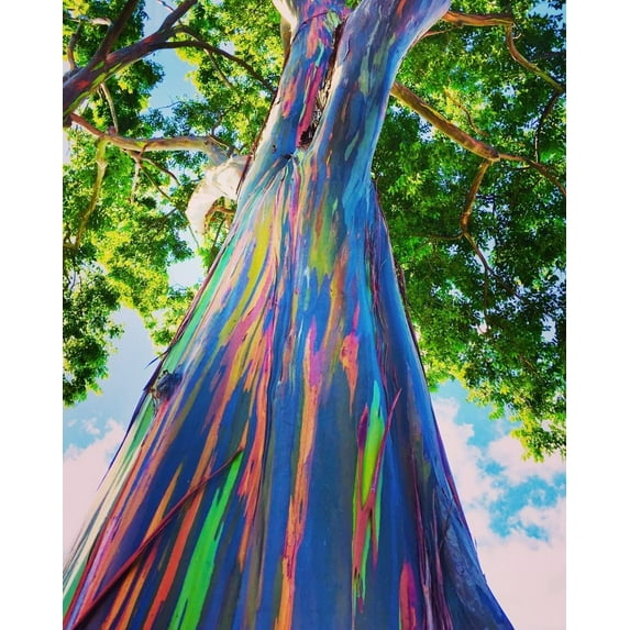 Rainbow Eucalyptus Tree Seeds - 50 Seeds - Stunning Colored Bark - Eucalyptus deglupta