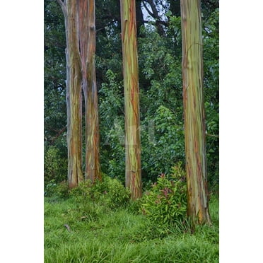 Rainbow Eucalyptus Trees Eucalyptus Deglupta, Unframed Photographic Print Wall Art by Terry Eggers Sold by ArtCom
