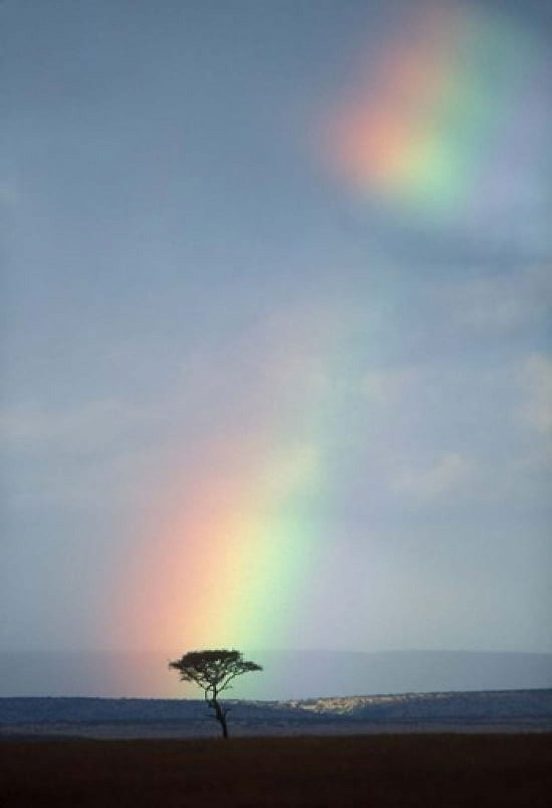 Rainbow Forms Amid Rain Clouds Masai Mara Game Reserve Kenya Canvas Art - Paul Souders DanitaDelimont (12 x 17)