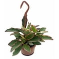 thumbnail image 1 of Rainbow Ginny Peperomia - 4" Mini Hanging Basket - Semi Succulent, 1 of 2