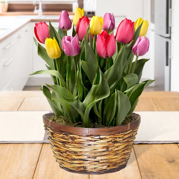 Over the Rainbow Indoor Potted Bulb Garden - Simply Water and Flowers Open in 3-6 Weeks - Pleasantly Scented - Grows Well In Containers - Gift Ready Flower Bulbs