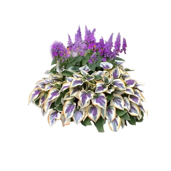 Rainbow Leaf Hosta Seeds, 100 Pcs, Ornamental Garden Plant With Variegated Foliage For Shade Garden Decoration, Outdoor & Indoor Landscaping For Plant Enthusiasts, Gardeners, Home