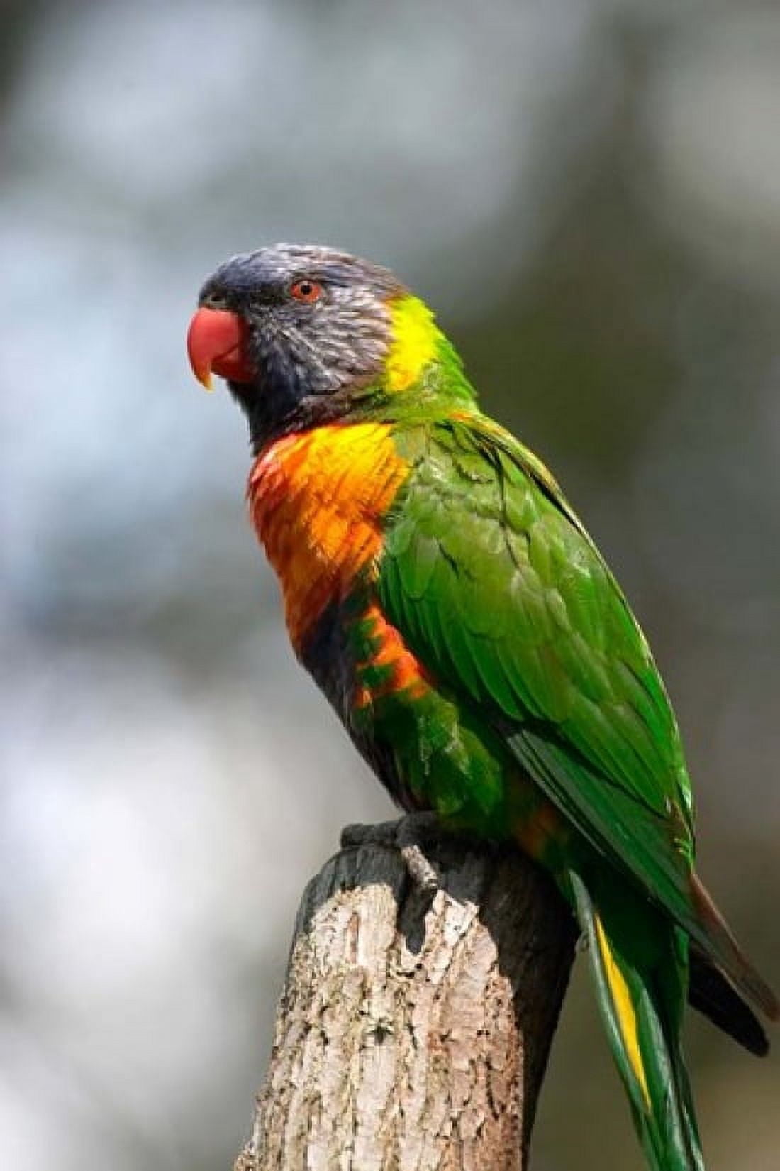 Rainbow Lorikeet Australia (close up) Canvas Art - David Wall DanitaDelimont (17 x 26)