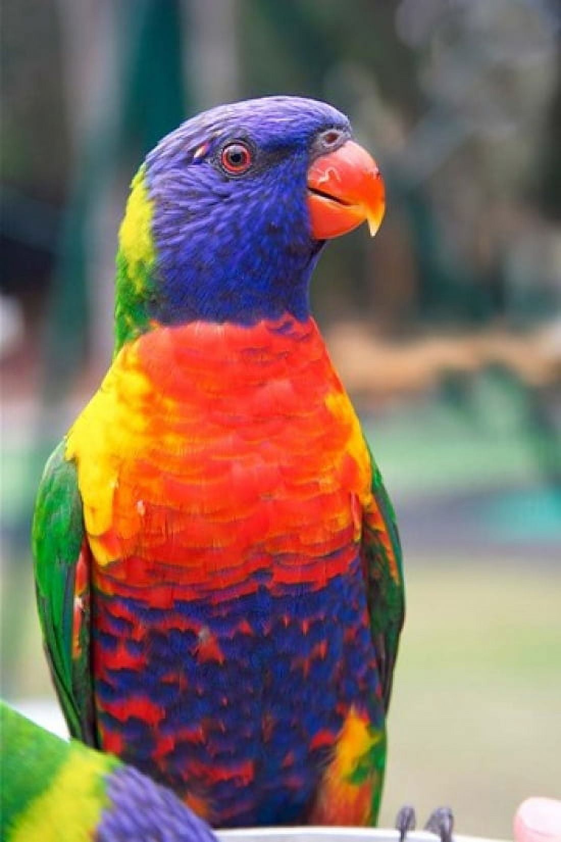 Rainbow Lorikeet Australia (side view) Canvas Art - David Wall DanitaDelimont (24 x 36)