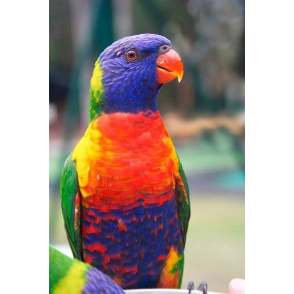 Rainbow Lorikeet Australia (side view) Canvas Art - David Wall DanitaDelimont (24 x 36)