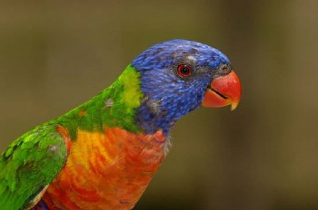Rainbow Lorikeet bird Queensland AUSTRALIA Canvas Art - Pete Oxford DanitaDelimont (29 x 19)