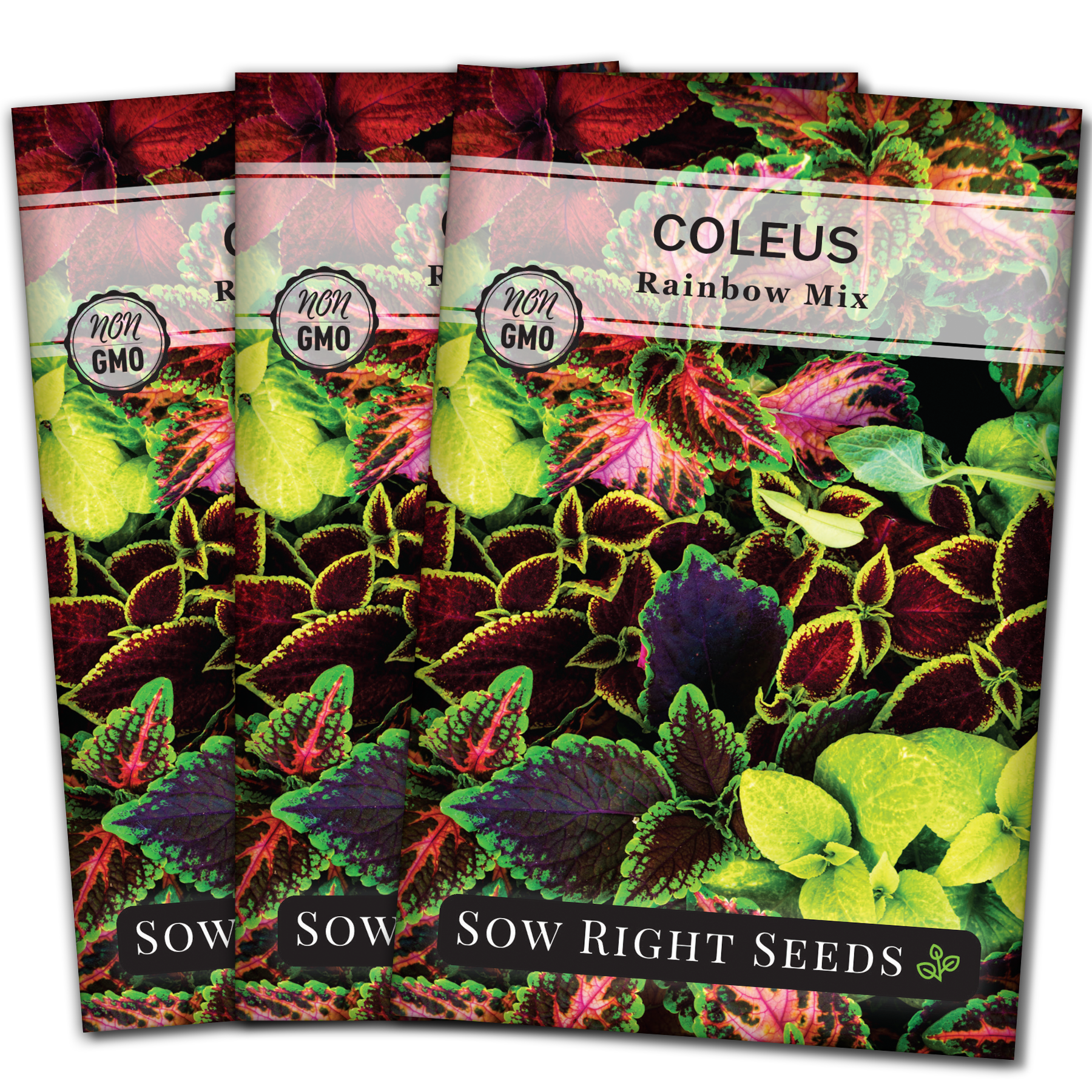 Rainbow Mix Coleus Seeds - Non-GMO Heirloom Varieties for Your Flower Garden - 3 Pack