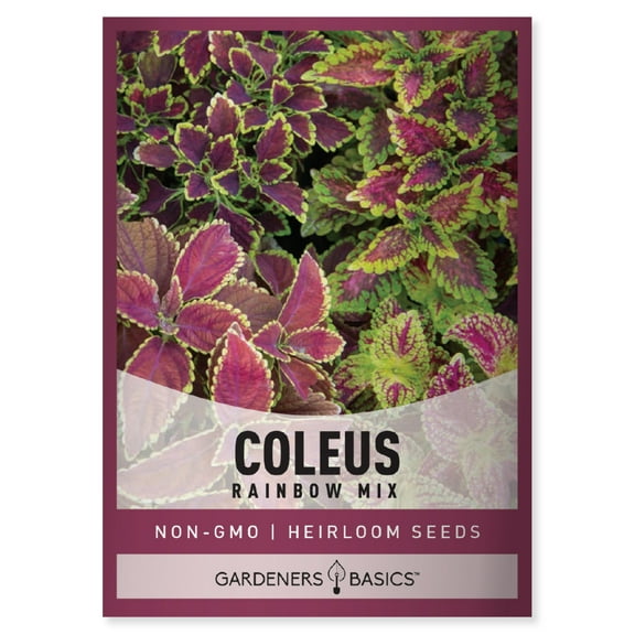 Rainbow Mix Coleus Seeds