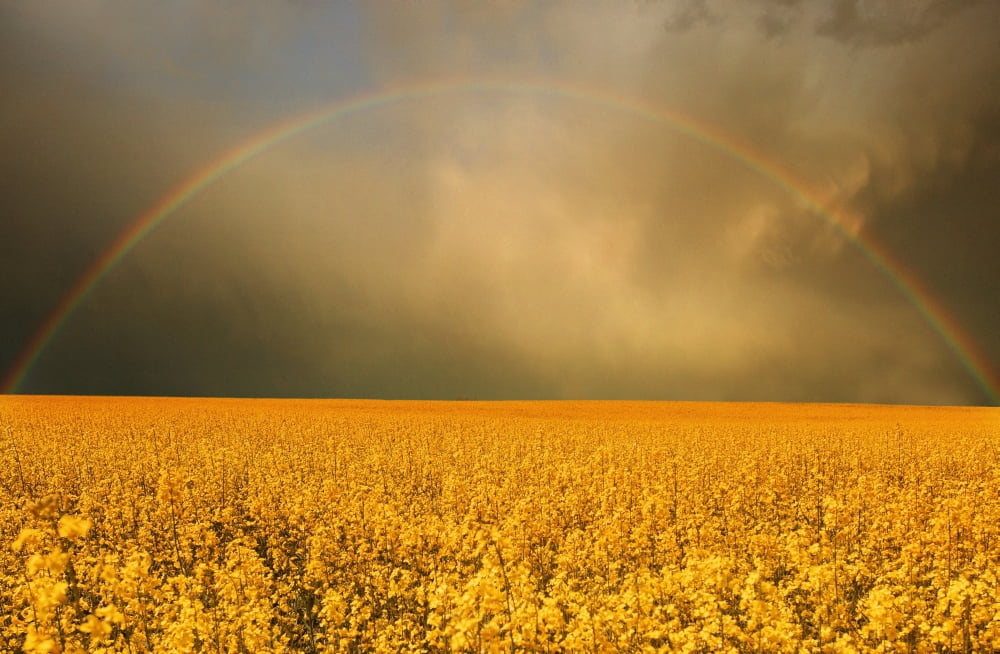 Rainbow Over Farmers Field Canvas Art - Don Hammond Design Pics (17 x 11)