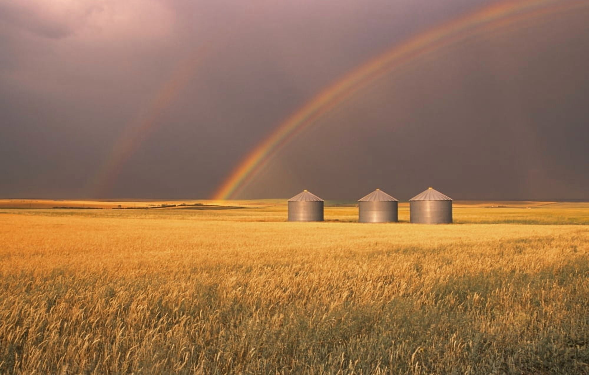 Rainbow Over Wheat Field Canvas Art - Carson Ganci Design Pics (34 x 22)