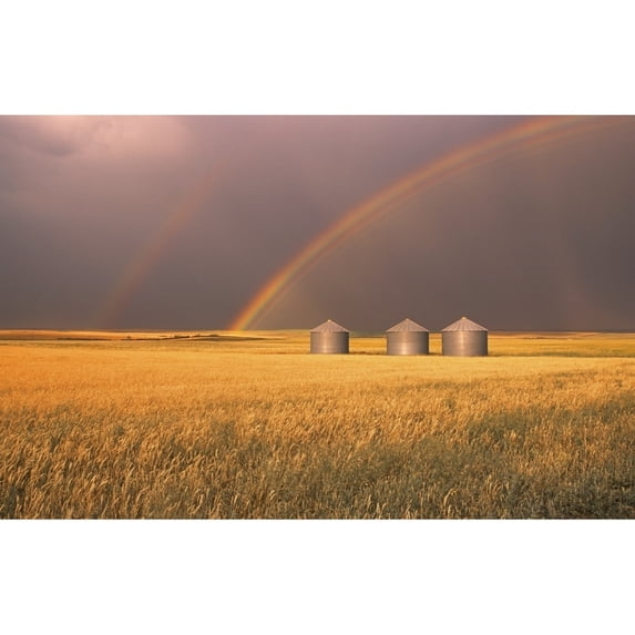 Rainbow Over Wheat Field Poster Print (34 x 22)