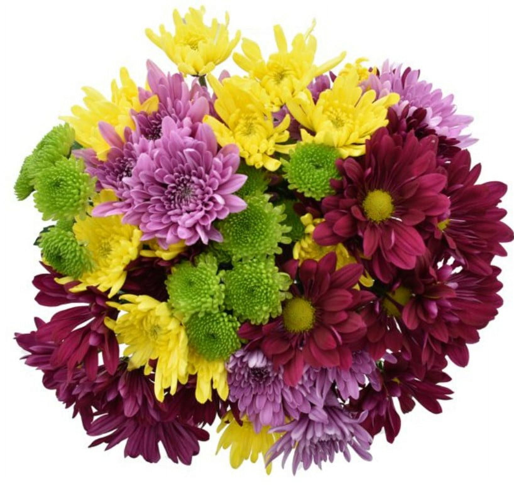 Rainbow Pom Flower Bunch Large, Colors May Vary