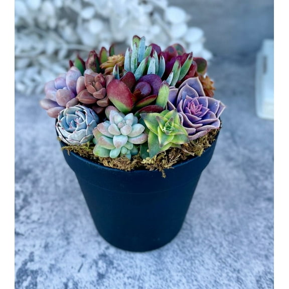 Rainbow Road Potted Succulent Garden