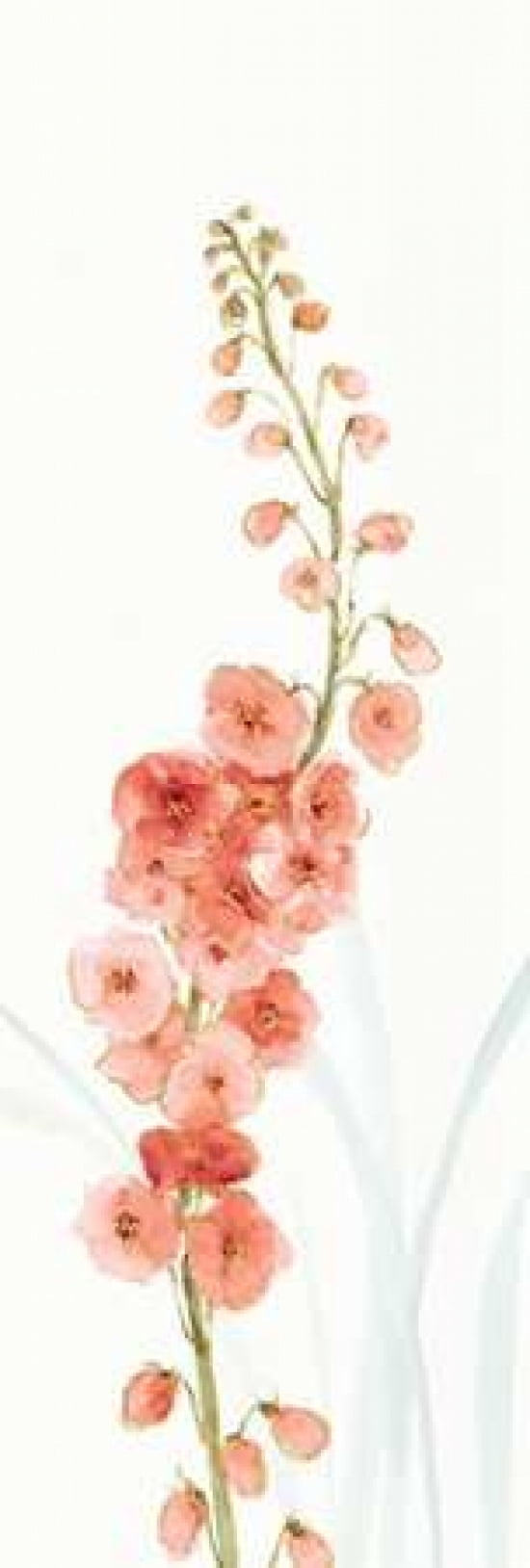Rainbow Seeds Flowers VII Coral Canvas Art - Audit Lisa (12 x 36)