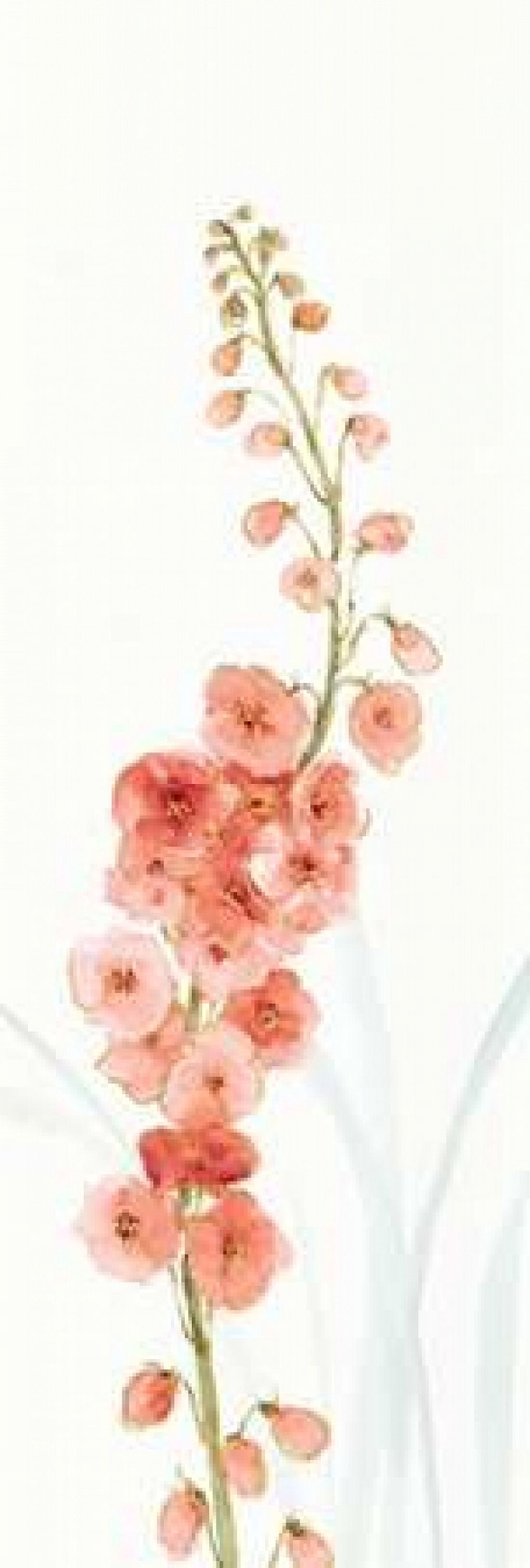 Rainbow Seeds Flowers VII Coral Canvas Art - Audit Lisa (8 x 24)