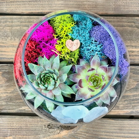 Rainbow Succulent Terrarium, Rainbow Planter, Rainbow lover gift