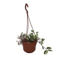 thumbnail image 1 of Rainbow Tradescantia - 6" Hanging Basket - Easy House Plant, 1 of 2