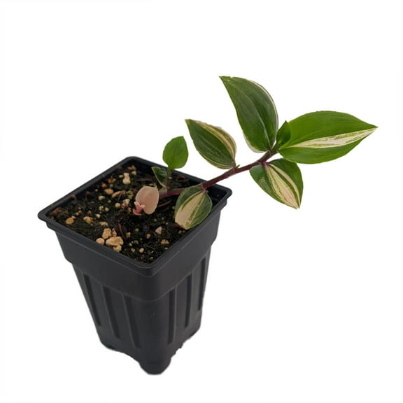 Rainbow Tradescantia albiflora - 2.5" Pot - Trailing House Plant