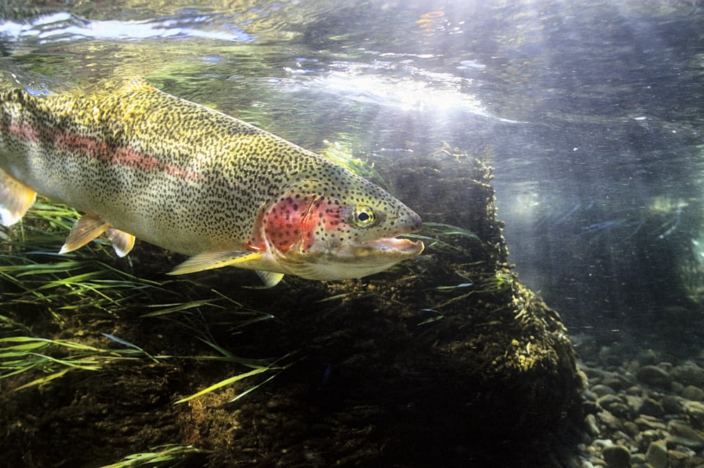 Rainbow Trout In The Kulik River Katmai National Park Southwestern Alaska Summer Canvas Art - Mark Emery Design Pics (34 x 22)