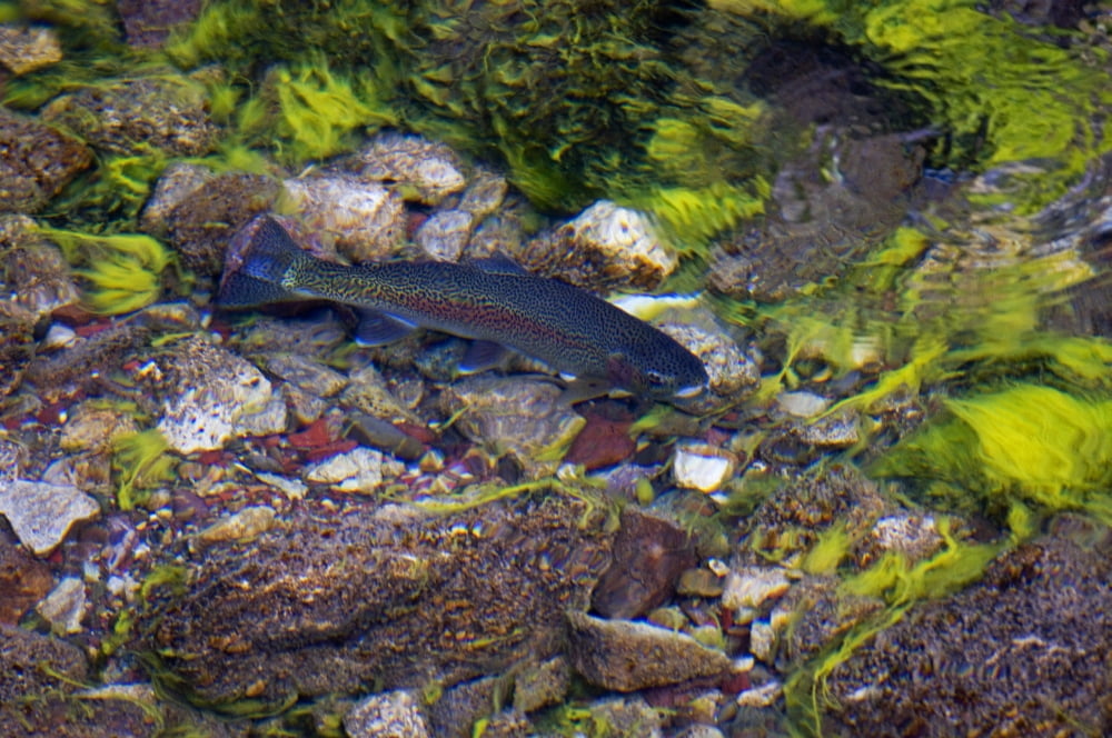 Rainbow Trout Swimming In Maligne River Jasper National Park Alberta Canvas Art - Mike Grandmaison Design Pics (36 x 24)